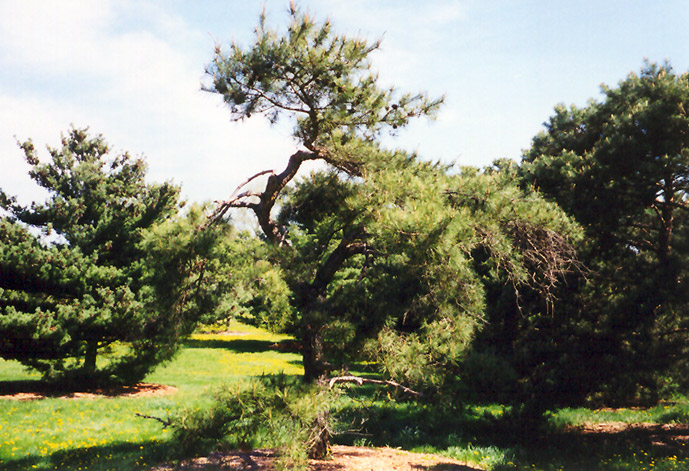 Japanese Red Pine (Pinus densiflora) at Roger's Gardens