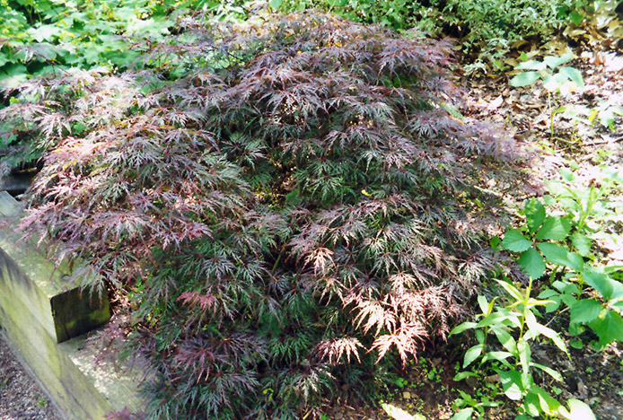 Cutleaf Japanese Maple (Acer palmatum 'Asplenifolium') at Roger's Gardens
