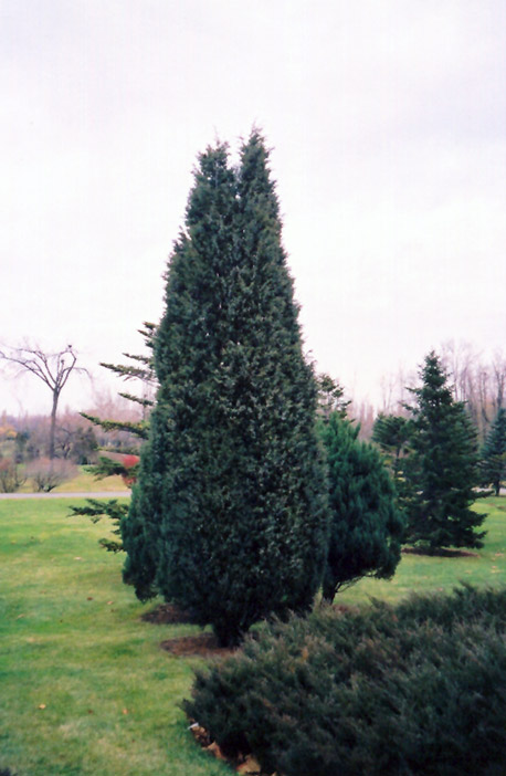 Pyramidal Chinese Juniper (Juniperus chinensis 'Pyramidalis') at Roger's Gardens