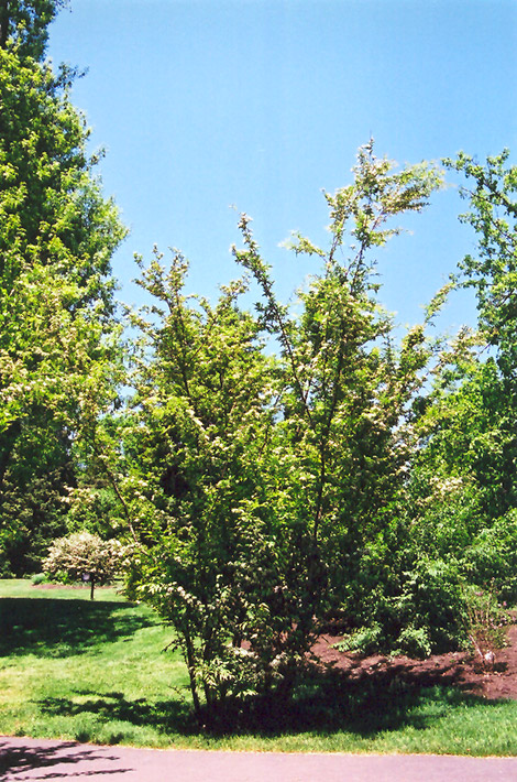Oriental Photinia (Photinia villosa) at Roger's Gardens