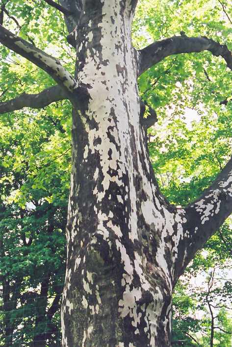Sycamore (Platanus occidentalis) at Roger's Gardens
