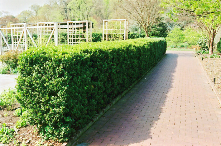 Common Boxwood (Buxus sempervirens) at Roger's Gardens