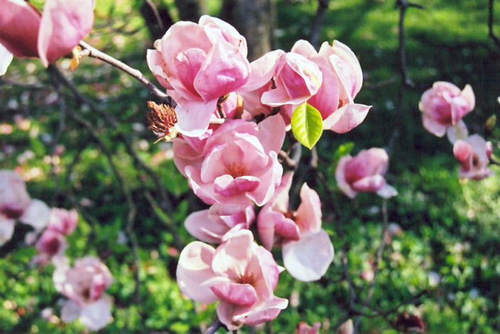 Rubra Saucer Magnolia (Magnolia x soulangeana 'Rubra') at Roger's Gardens