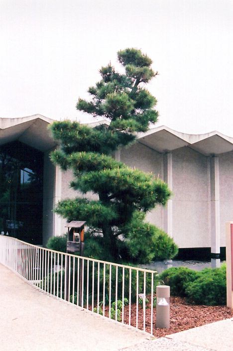 Japanese Black Pine (Pinus thunbergii) at Roger's Gardens