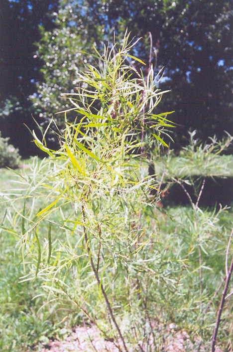 Coyote Willow (Salix exigua) at Roger's Gardens