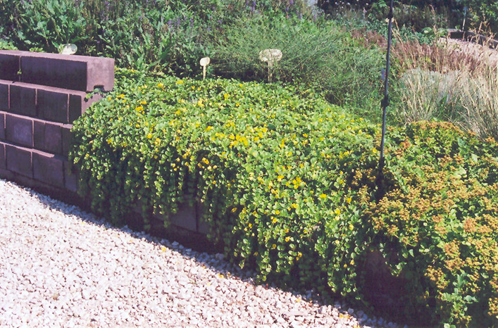 Creeping Jenny (Lysimachia nummularia) at Roger's Gardens