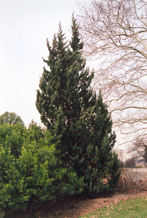 Robusta Juniper (Juniperus chinensis 'Robusta') at Roger's Gardens
