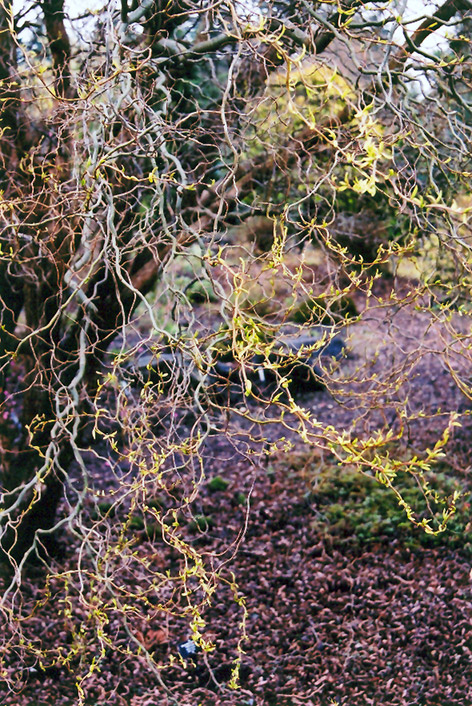 Dragon's Claw Willow (Salix matsudana 'Tortuosa') at Roger's Gardens