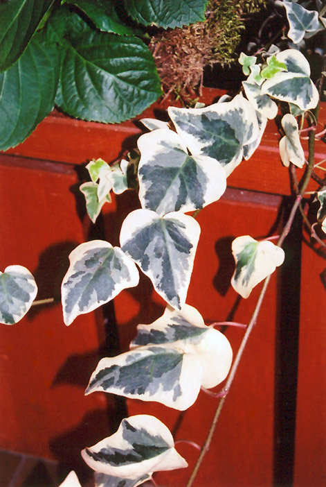 Variegated English Ivy (Hedera helix 'Variegata') at Roger's Gardens