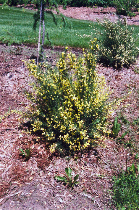 Scotch Broom (Cytisus scoparius) at Roger's Gardens