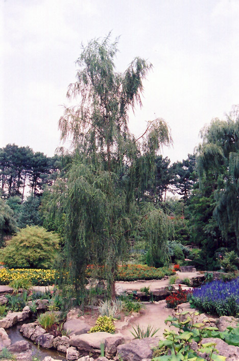 Ringleaf Willow (Salix babylonica 'Crispa') at Roger's Gardens