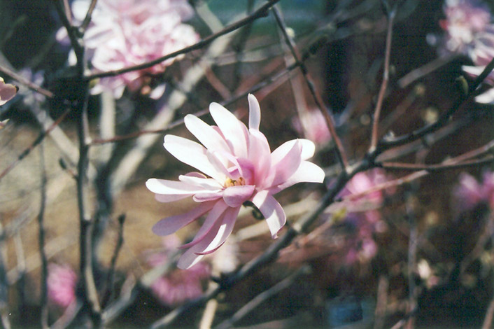 Pink Stardust Magnolia (Magnolia stellata 'Pink Stardust') at Roger's Gardens