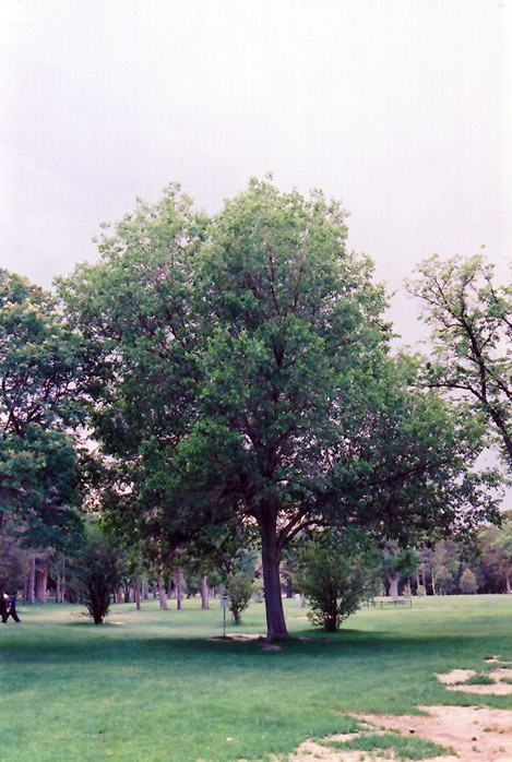 Common Mulberry (Morus alba) at Roger's Gardens