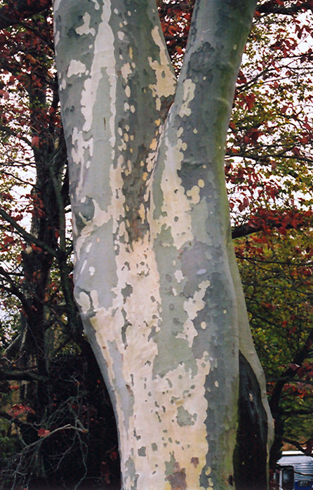 London Planetree (Platanus x acerifolia) at Roger's Gardens