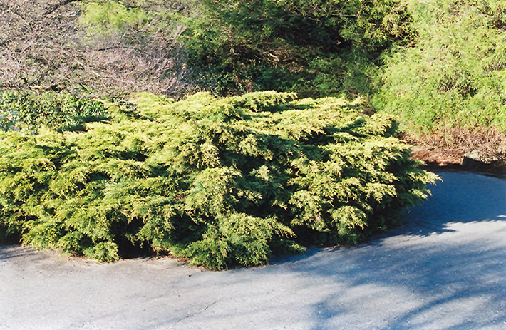 Pfitzer Juniper (Juniperus x media 'Pfitzeriana') at Roger's Gardens