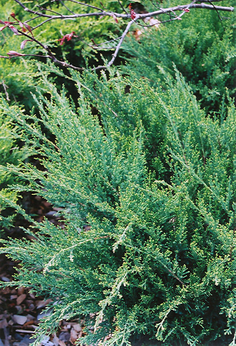 Sea Green Juniper (Juniperus chinensis 'Sea Green') at Roger's Gardens