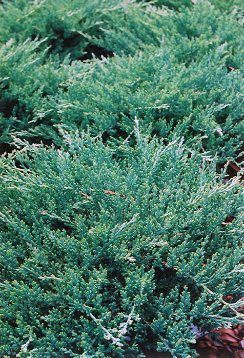 Sargent's Juniper (Juniperus chinensis 'var. sargentii') at Roger's Gardens