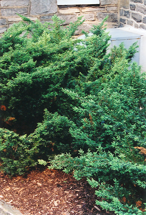 Depressa Juniper (Juniperus communis 'Depressa') at Roger's Gardens