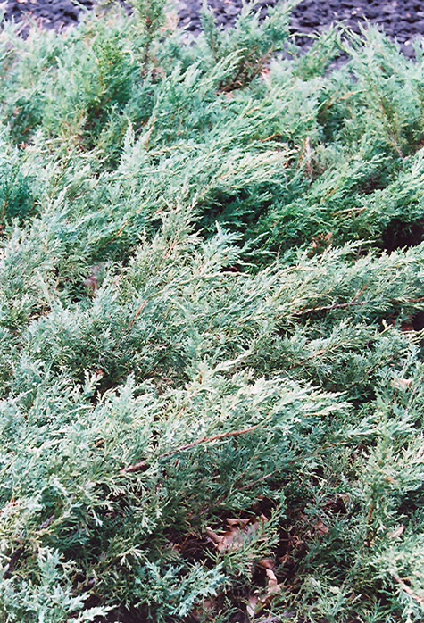 Blue Sargent Juniper (Juniperus chinensis 'var. sargentii Glauca') at Roger's Gardens