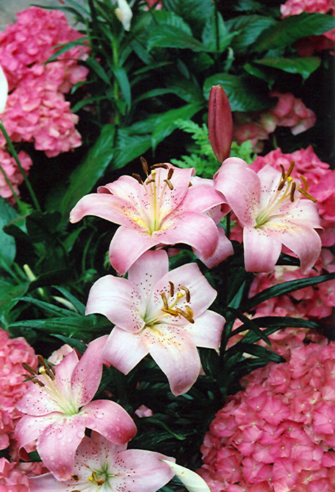 Magento Lily (Lilium 'Magento') at Roger's Gardens