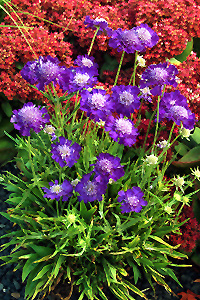 Ultra Violet Pincushion Flower (Scabiosa caucasica 'Ultra Violet') at Roger's Gardens