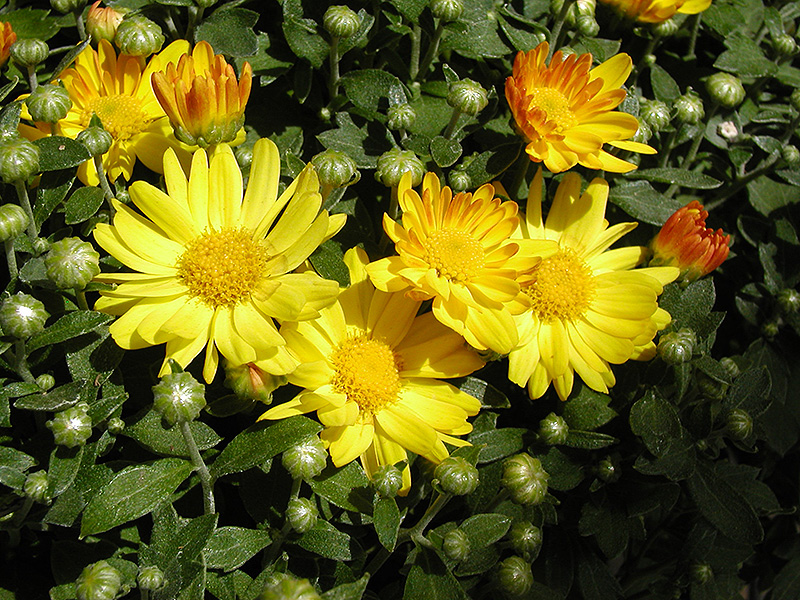 Michelle Chrysanthemum (Chrysanthemum 'Michelle') at Roger's Gardens