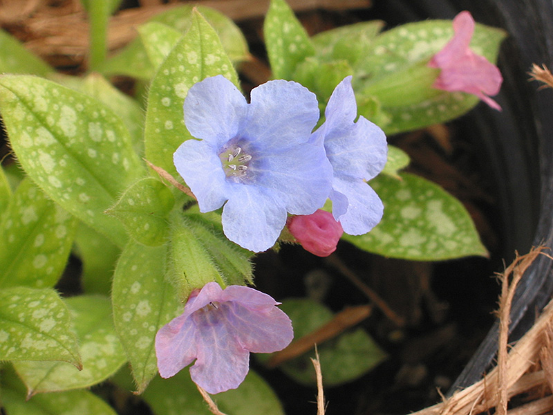 Baby Blue Lungwort (Pulmonaria 'Baby Blue') at Roger's Gardens