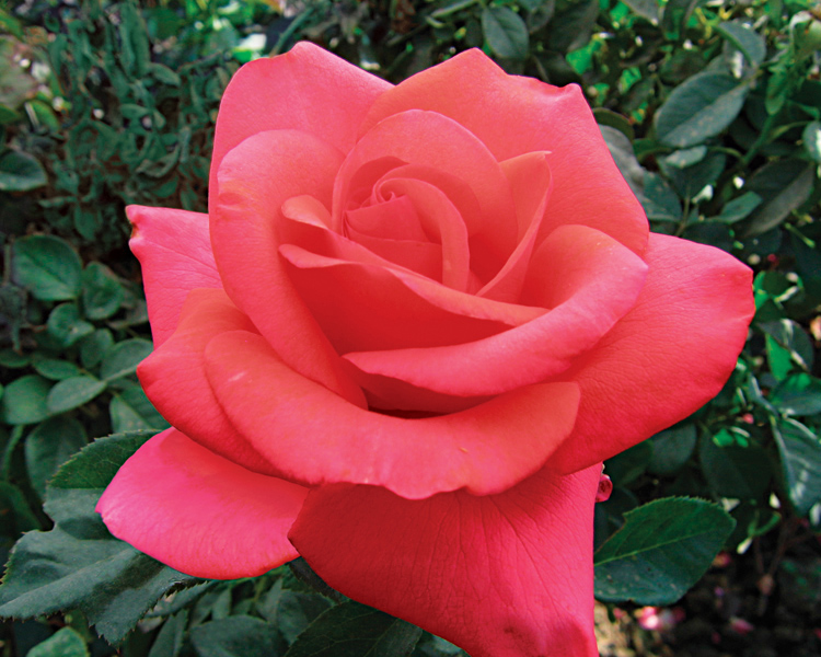 We Salute You Rose (Rosa 'WEKvoosun') at Roger's Gardens
