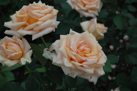 Chantoli Rose (Rosa 'Chantoli') at Roger's Gardens