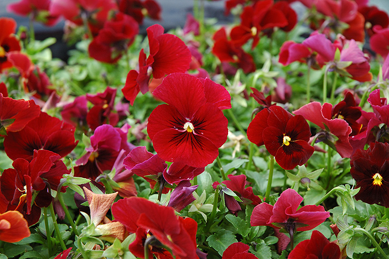 Penny Red Pansy (Viola cornuta 'Penny Red') at Roger's Gardens