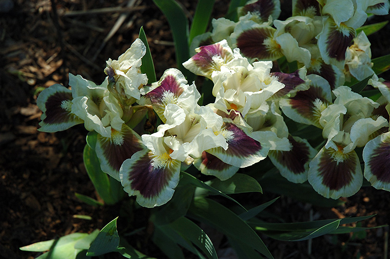 Sapphire Jewel Iris (Iris 'Sapphire Jewel') at Roger's Gardens