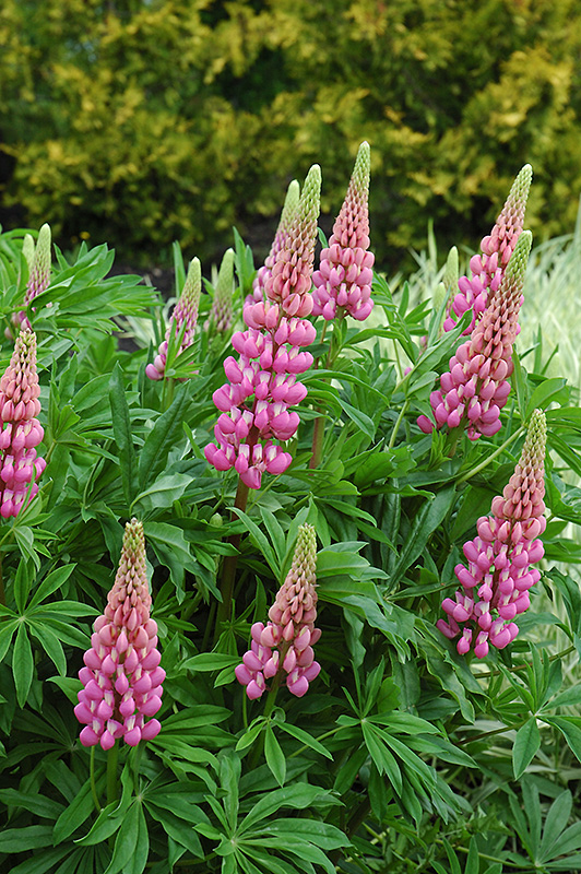Russell Pink Lupine (Lupinus 'Russell Pink') at Roger's Gardens