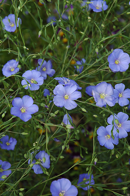Perennial Flax (Linum perenne) at Roger's Gardens