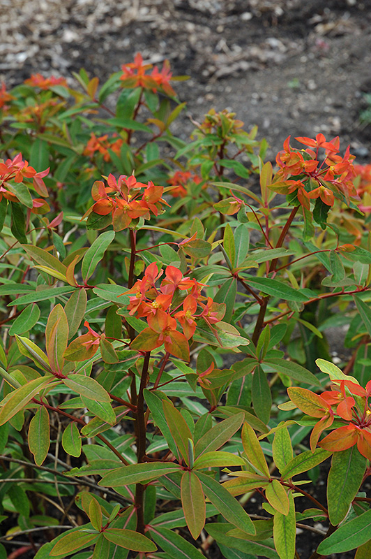 Fireglow Spurge (Euphorbia griffithii 'Fireglow') at Roger's Gardens