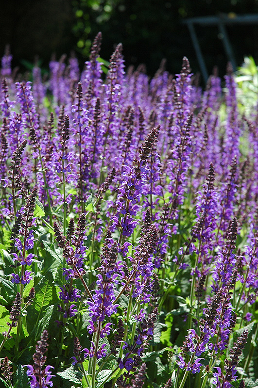 Showy Catmint (Nepeta grandiflora) at Roger's Gardens