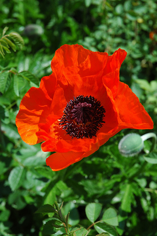 Allegro Poppy (Papaver orientale 'Allegro') at Roger's Gardens