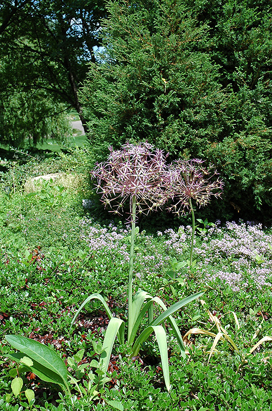 Star Of Persia Onion (Allium christophii) at Roger's Gardens