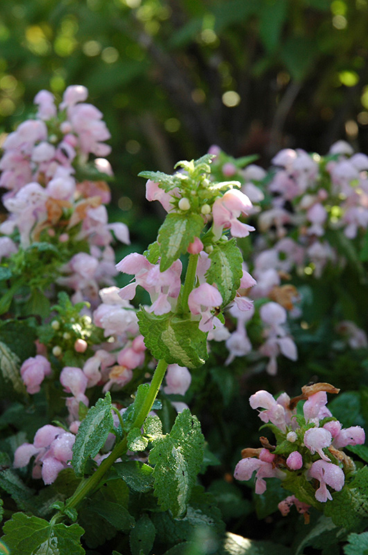 Shell Pink Spotted Dead Nettle (Lamium maculatum 'Shell Pink') at Roger's Gardens