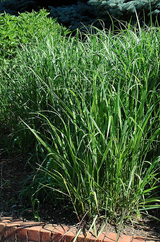 Switch Grass (Panicum virgatum) at Roger's Gardens