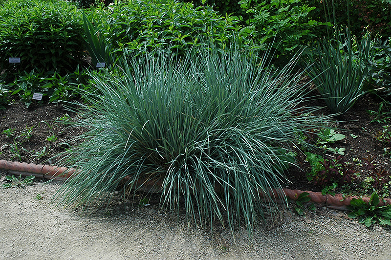 Blue Oat Grass (Helictotrichon sempervirens) at Roger's Gardens