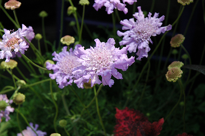 Giant Blue Pincushion Flower (Scabiosa 'Giant Blue') at Roger's Gardens