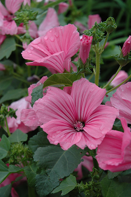 Novella Rose Lavatera (Lavatera 'Novella Rose') in Orange County, CA ...