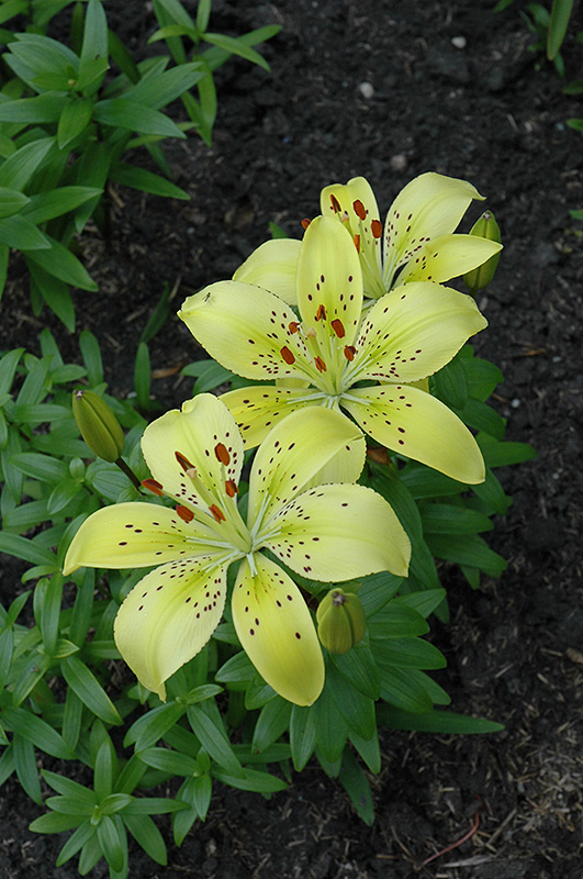 Sparkle Lily (Lilium 'Sparkle') at Roger's Gardens