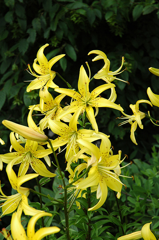 Yellow Star Lily (Lilium 'Yellow Star') at Roger's Gardens