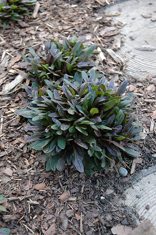 Chocolate Chip Bugleweed (Ajuga reptans 'Chocolate Chip') at Roger's Gardens