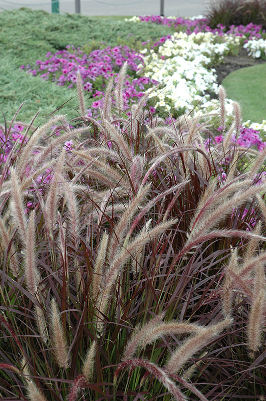 Purple Fountain Grass (Pennisetum setaceum 'Rubrum') at Roger's Gardens
