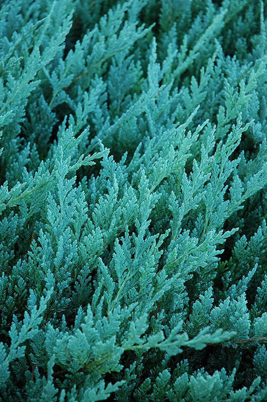 Blue Chip Juniper (Juniperus horizontalis 'Blue Chip') at Roger's Gardens
