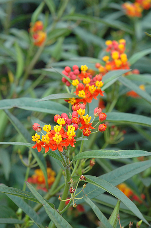 Red Butterfly Milkweed (Asclepias curassavica 'Red Butterfly') at Roger's Gardens
