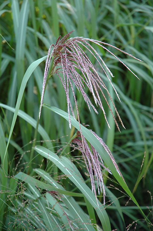 Maiden Grass (Miscanthus sinensis) at Roger's Gardens