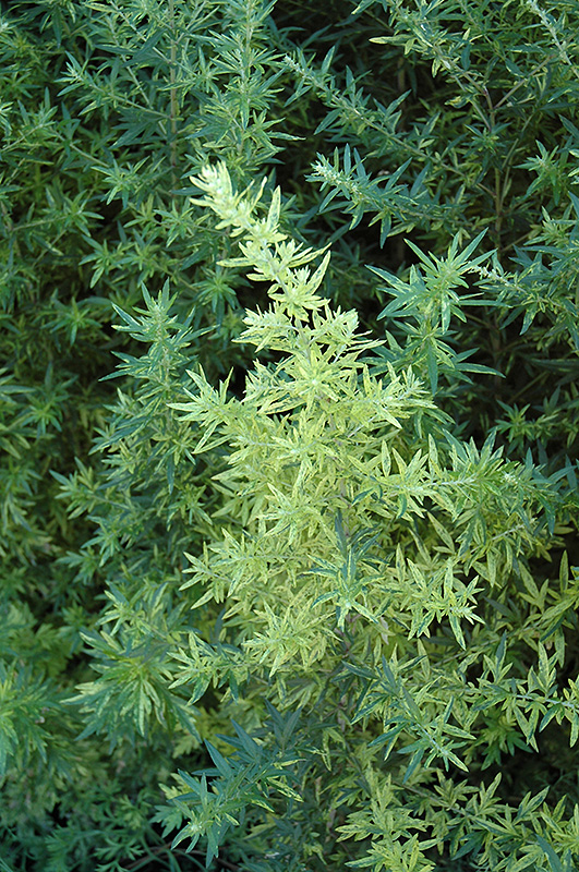 Oriental Limelight Artemesia (Artemisia vulgaris 'Oriental Limelight') at Roger's Gardens